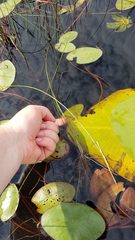 Eleocharis robbinsii