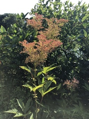 Filipendula rubra