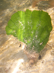 Udotea