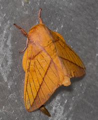 Syssphinx bisecta