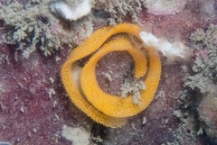 Tambja capensis