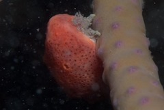 Pseudodromia latens