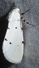 Grotella septempunctata