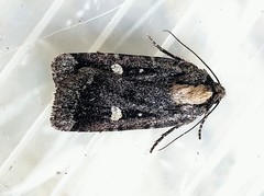 Abagrotis mirabilis