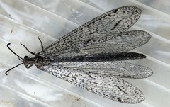 Brachynemurus