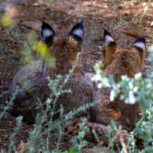 Bobcat photographed in Arizona