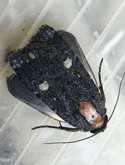 Abagrotis mirabilis