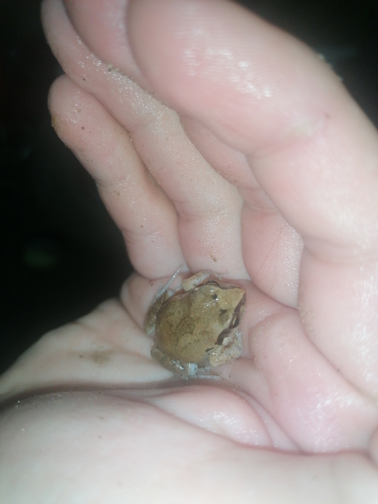 Common Squeaker from Qondwane, South Africa on February 14, 2025 at 07: ...