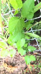 Morus alba