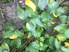 Vincetoxicum rossicum