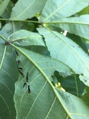 Caryomyia subulata