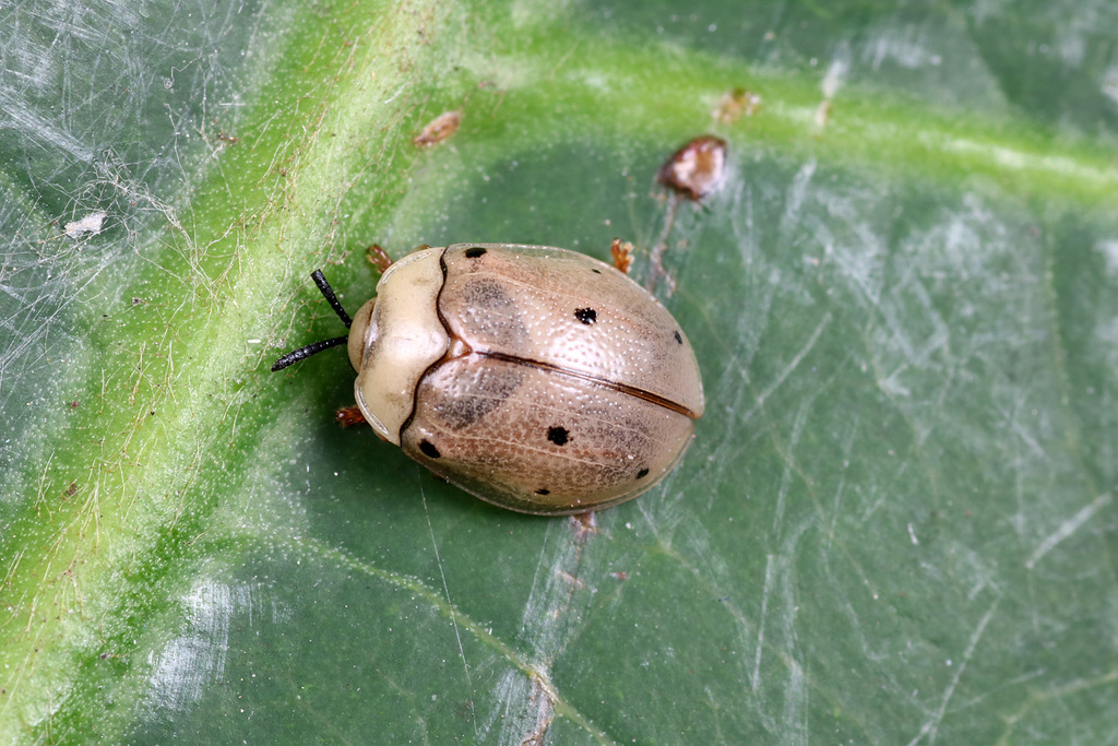 Cassidopsis