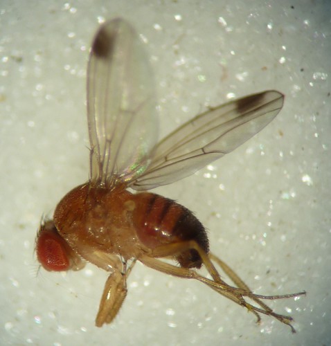 Spotted-winged Drosophila, photo 3 of 10