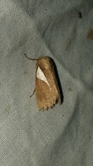 Prolimacodes trigona