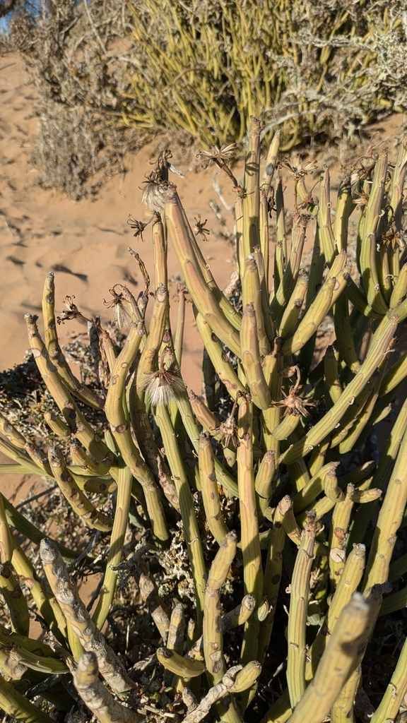 Senecio anteuphorbium 3