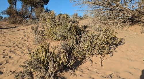 Image of Kleinia anteuphorbium by (c) Thibaud Aronson, some rights reserved (CC BY-SA)