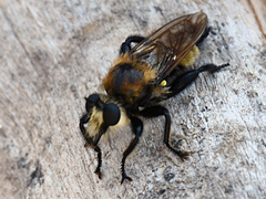Laphria posticata