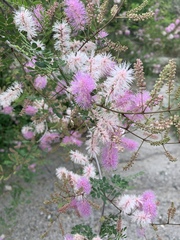 Mimosa distachya