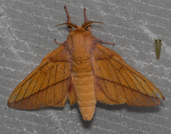 Syssphinx bisecta