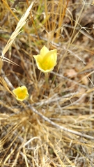 Zephyranthes longifolia