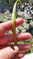 Eleocharis robbinsii