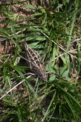 Bradyporinae