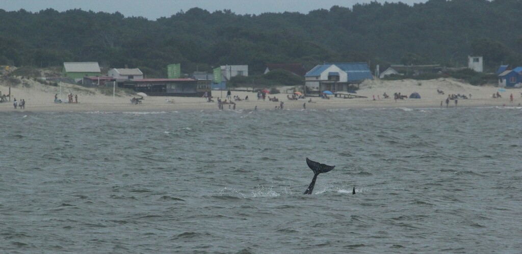 Lahille's bottlenose dolphin
