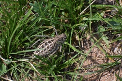 Bradyporinae