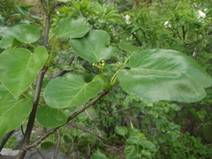 Jatropha vernicosa