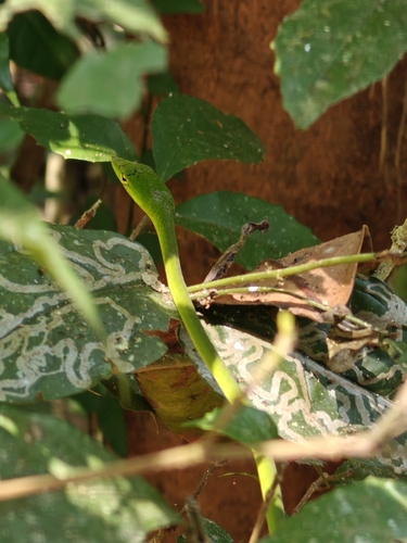 Farnsworth's Vine Snake