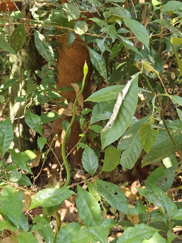 Farnsworth's Vine Snake