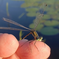 Lestes vigilax