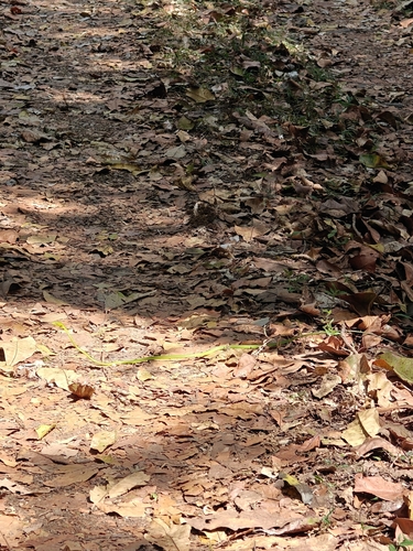 Farnsworth's Vine Snake