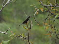 Papilionidae