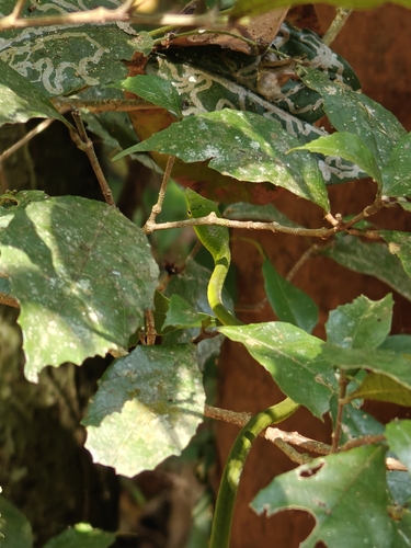 Farnsworth's Vine Snake