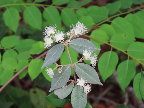 Cambuí-preto