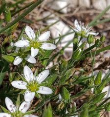Minuartia adenotricha