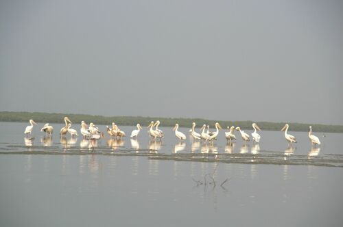 Great White Pelican