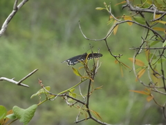 Papilionidae