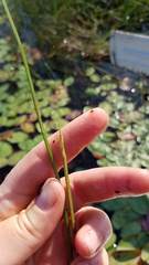 Eleocharis robbinsii