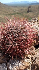 Ferocactus emoryi emoryi