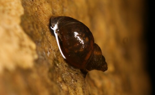 Dwarf pond snail