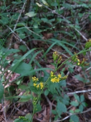 Solidago arguta boottii