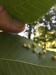 Caryomyia caryaecola