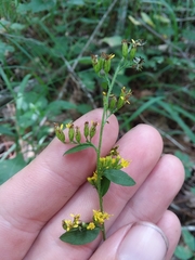 Solidago arguta boottii