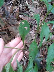 Solidago arguta boottii