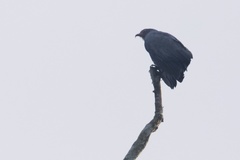 Helicolestes hamatus