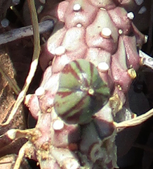 Anthacanthae