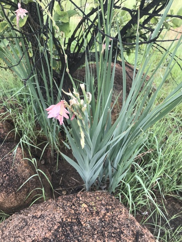 Gladiolus pole-evansii