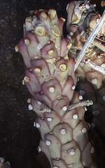 Anthacanthae